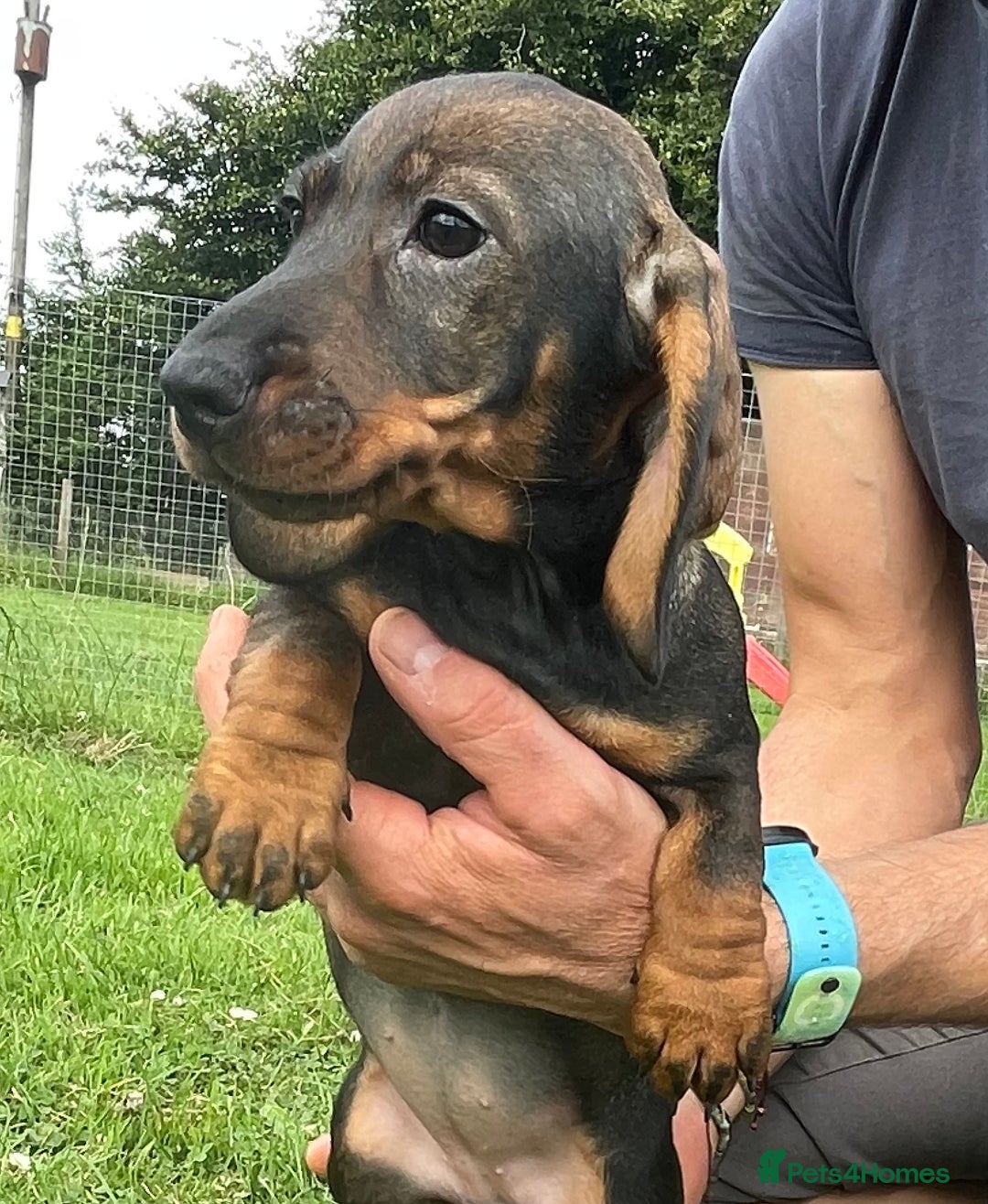 Dachshund dogs for sale: Standard Wire Haired Dachshunds - Image 22