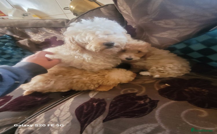 Miniature Poodle dogs - Advert 2