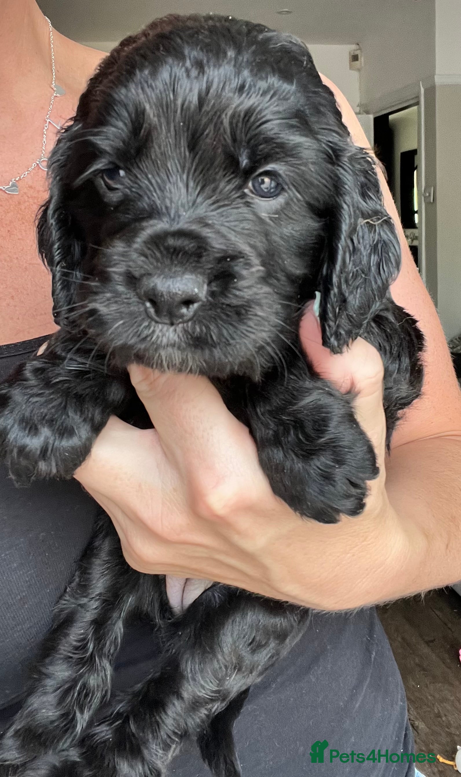 Cocker Spaniel dogs Gorgeous PRA/FN clear working cocker puppies  - Advert 2