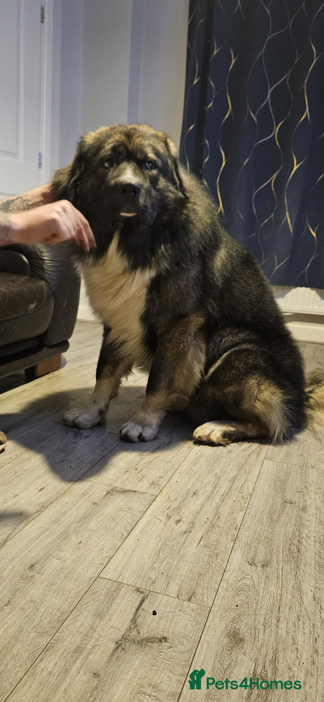 Caucasian Shepherd Dog dogs for sale: Caucasian shepard 3 yr old  - Advert 3