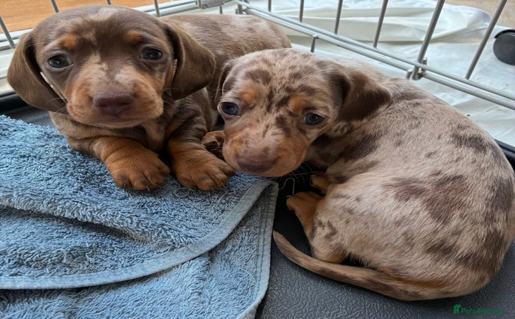 Miniature Dachshund dogs - Advert 5