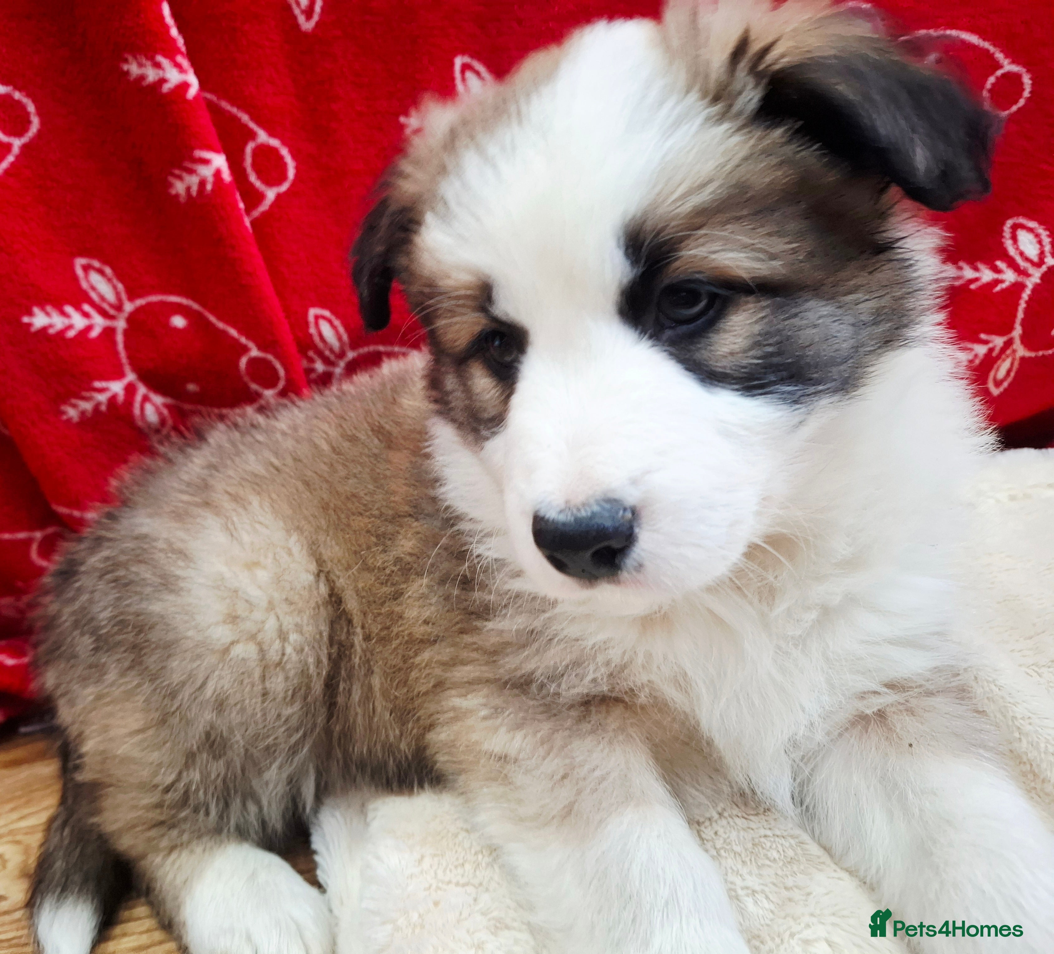 Border Collie dogs Rare sable and white pure Border Collie puppies. - Advert 13
