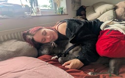 Staffordshire Bull Terrier dogs for sale: Experienced Home For Loki - Image 10