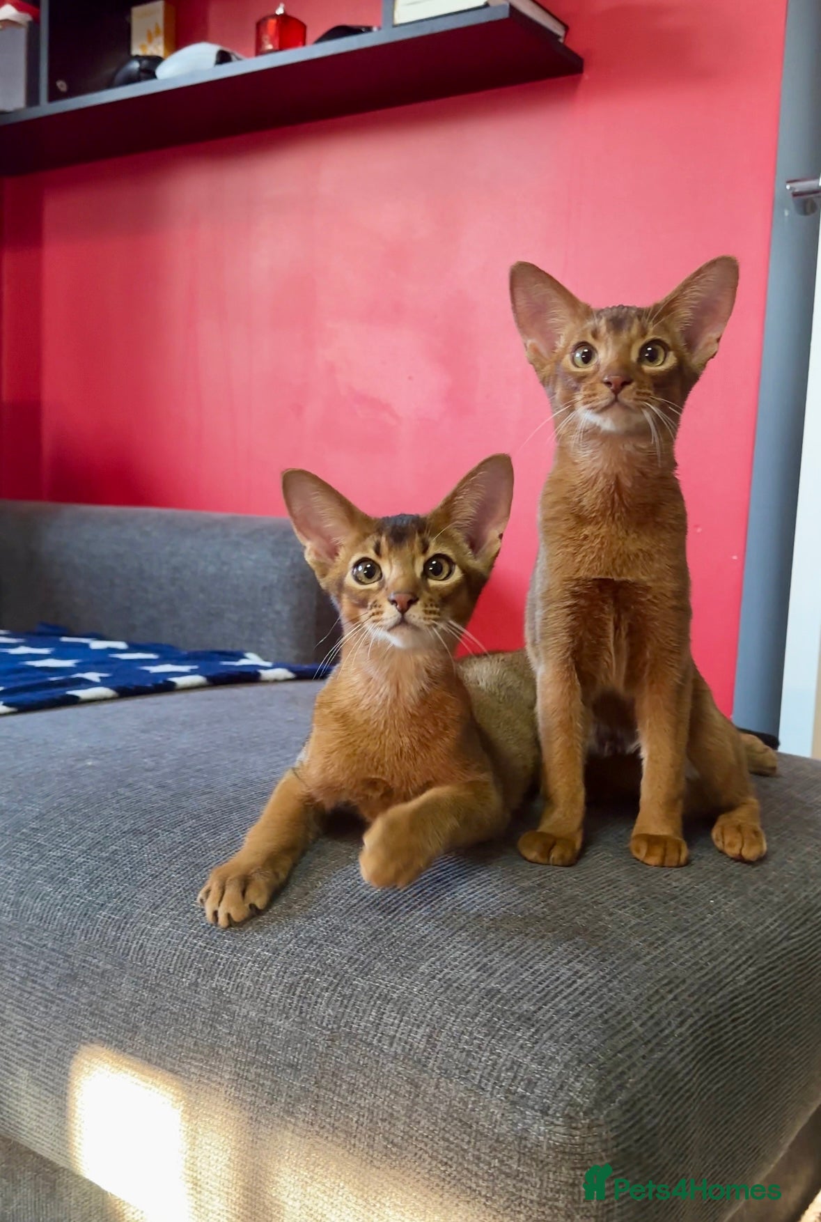 Abyssinian cats Raised with Love Abyssinian Kittens - Advert 6