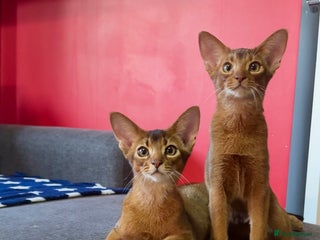 Abyssinian cats Raised with Love Abyssinian Kittens - Advert 17