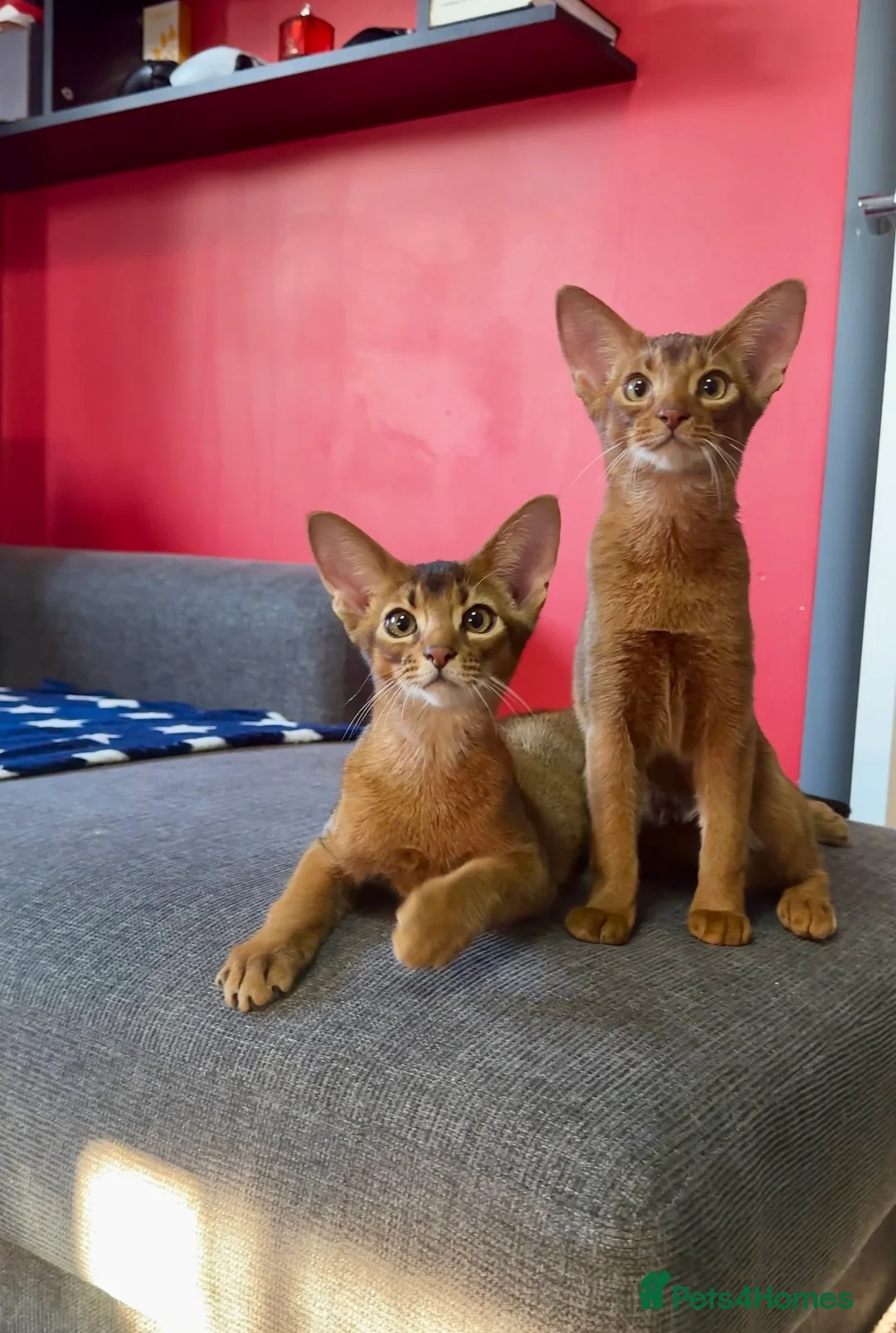 Abyssinian cats for sale: One boy left🤎Raised with Love Abyssinian Kittens - Advert 5
