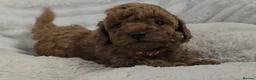 Toy Poodle dogs for sale: Red Toy Poodle Boy - Advert 6