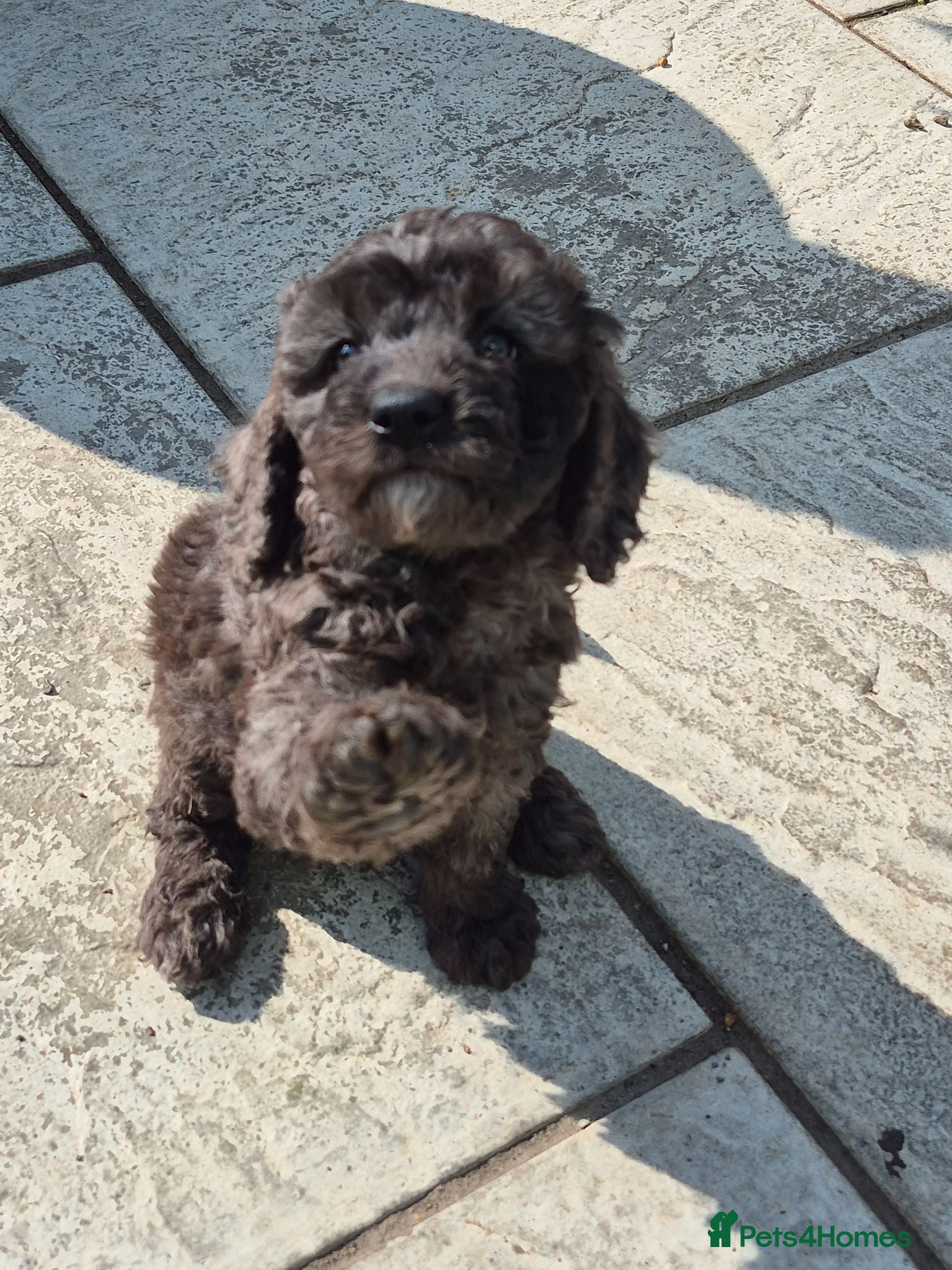 Cockapoo dogs Cockapoo F1b Puppies  - Advert 2