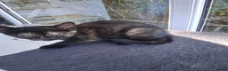 Mixed Breed cats for sale: Gorgeous Tortoiseshell and ghost tabbies 😻 - Advert 17