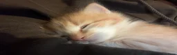 Ragdoll cats for sale: Ragdoll mix ginger boy - Advert 7