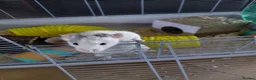 Rat rodents for sale: 2 male rats in Thetford - Advert 19