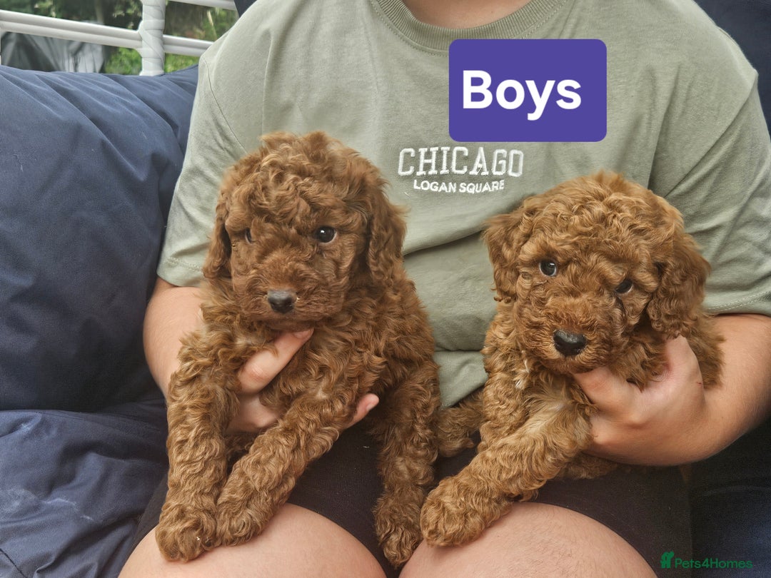 Cockapoo dogs for sale: Miniature cockapoo  - Image 8