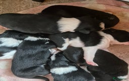 Border Collie dogs for sale: Border Collie Pups - Image 2