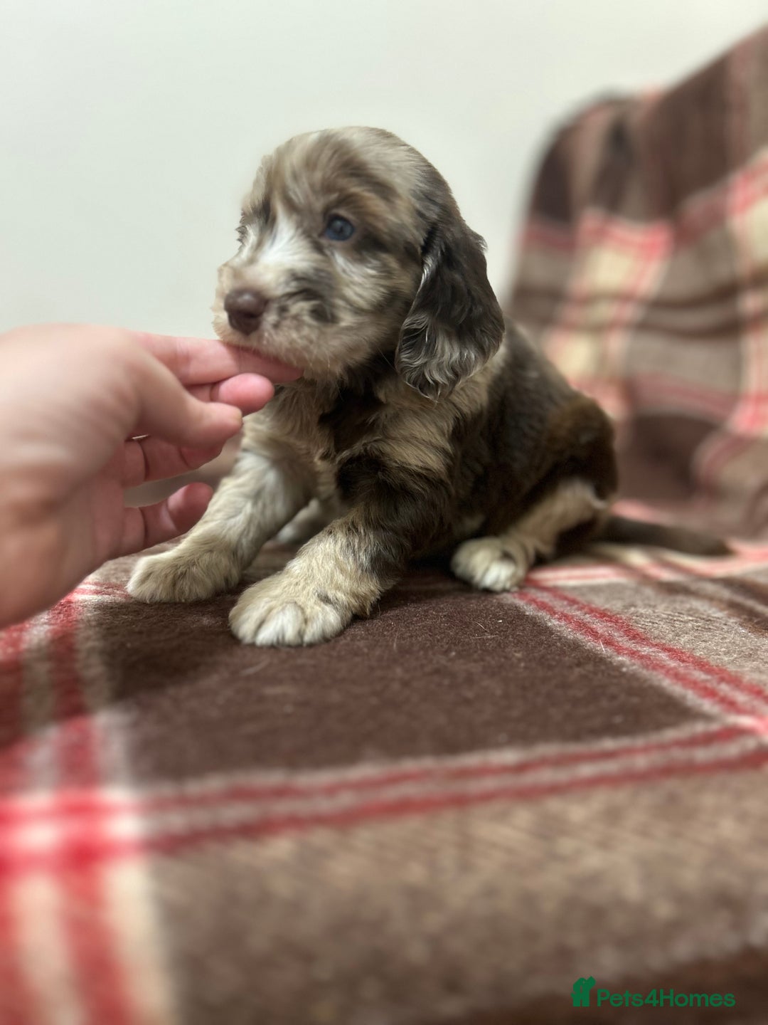 Cockapoo dogs for sale: stunning toy cockapoo  - Advert 14