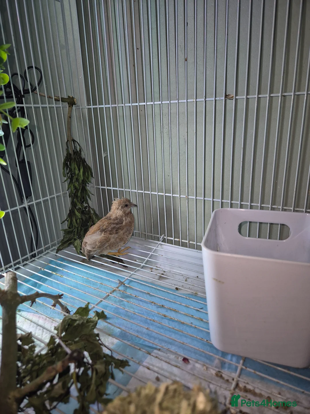 Quail poultry for sale: Chinese Painted Quails in Nelson - Advert 7