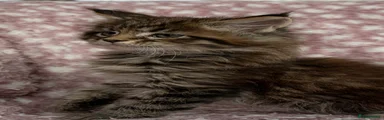 Brown Tabby Girl 2