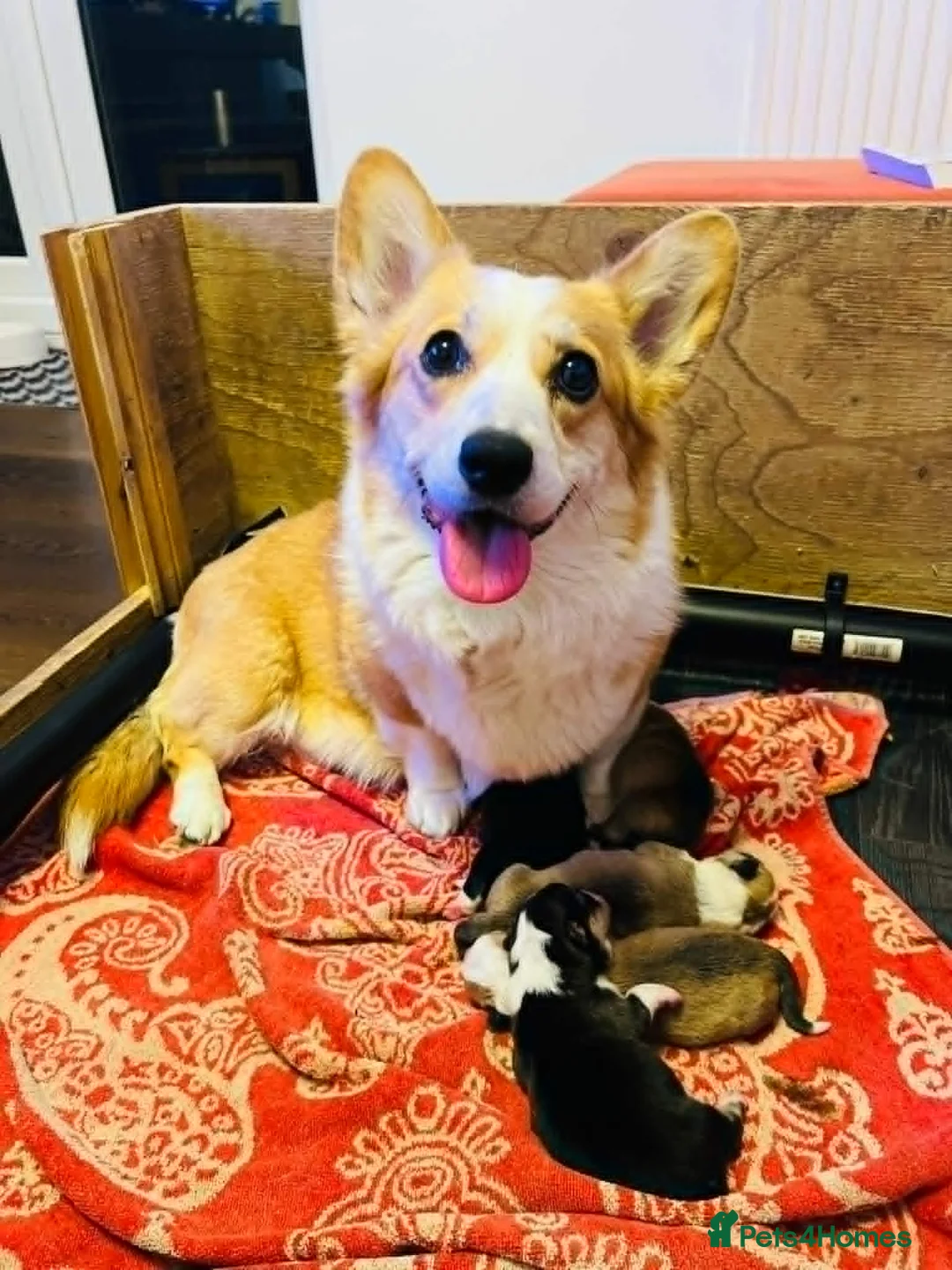 Welsh Corgi Pembroke dogs for sale: Welsh Corgi (Pembroke) - Advert 1