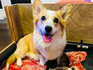 Welsh Corgi Pembroke dogs Welsh Corgi (Pembroke) - Advert 16