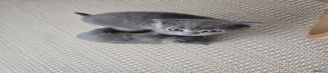 Male with folded ears