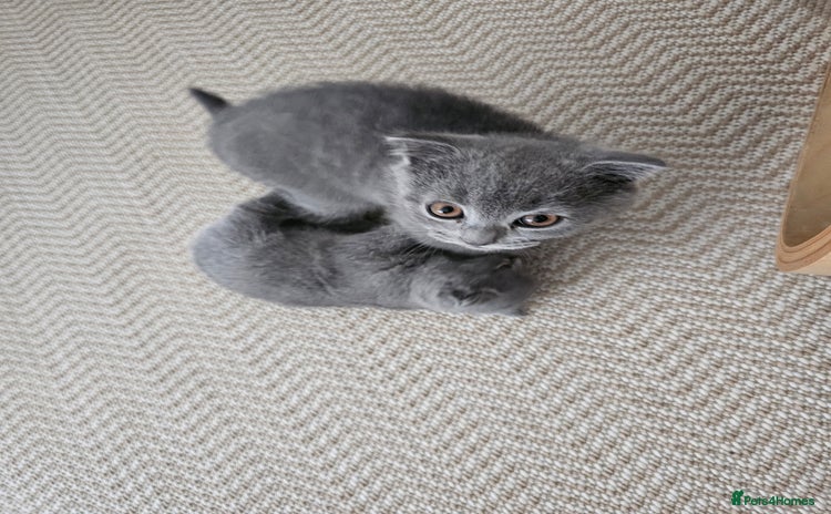 British Shorthair cats - Advert 15