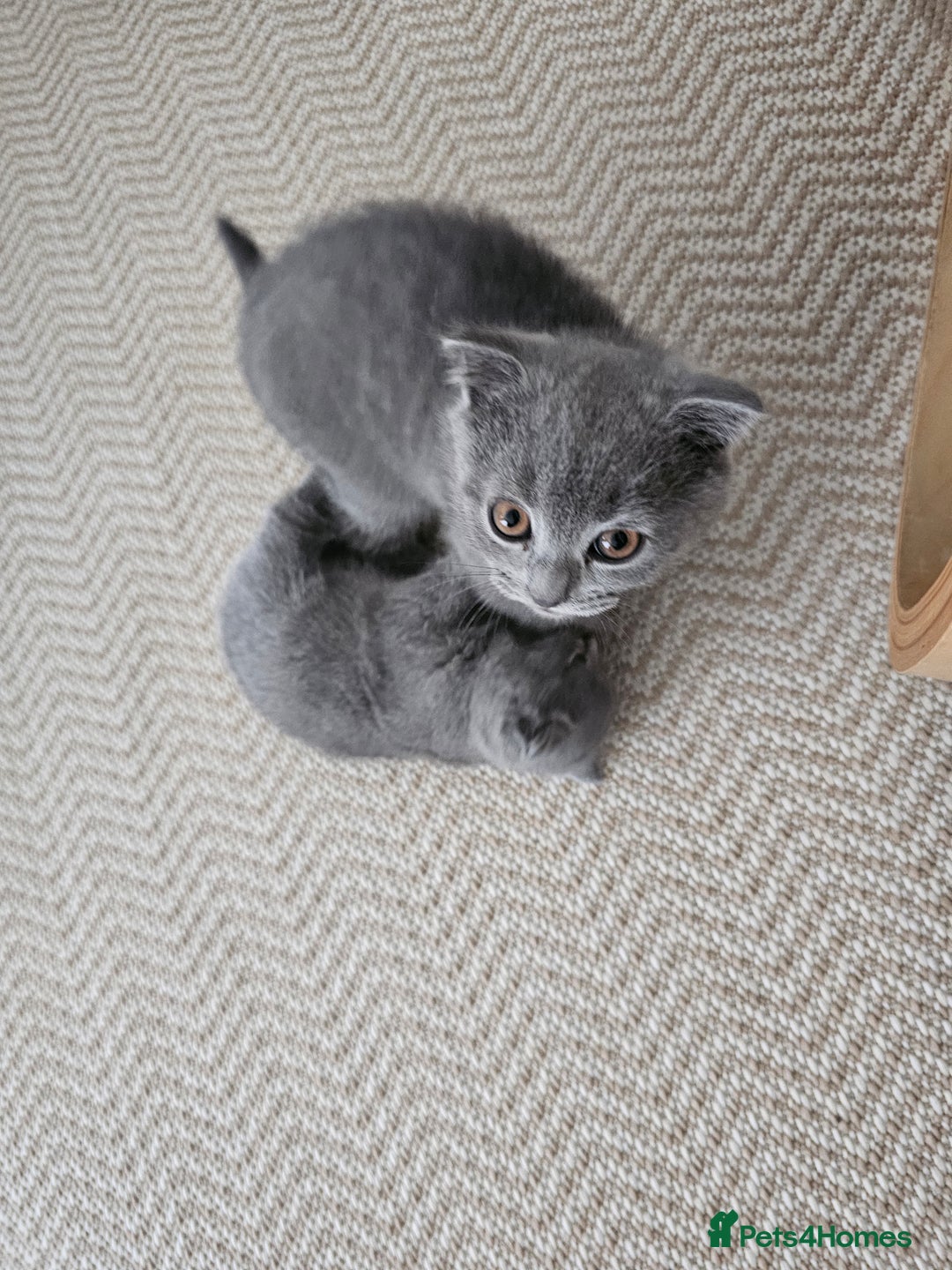 British Shorthair cats for sale: British Shorthair x Scottish Fold - Image 1
