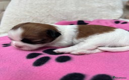 Lhasa Apso dogs for sale: Beautiful Lhasa apso puppies 🐶  - Image 17