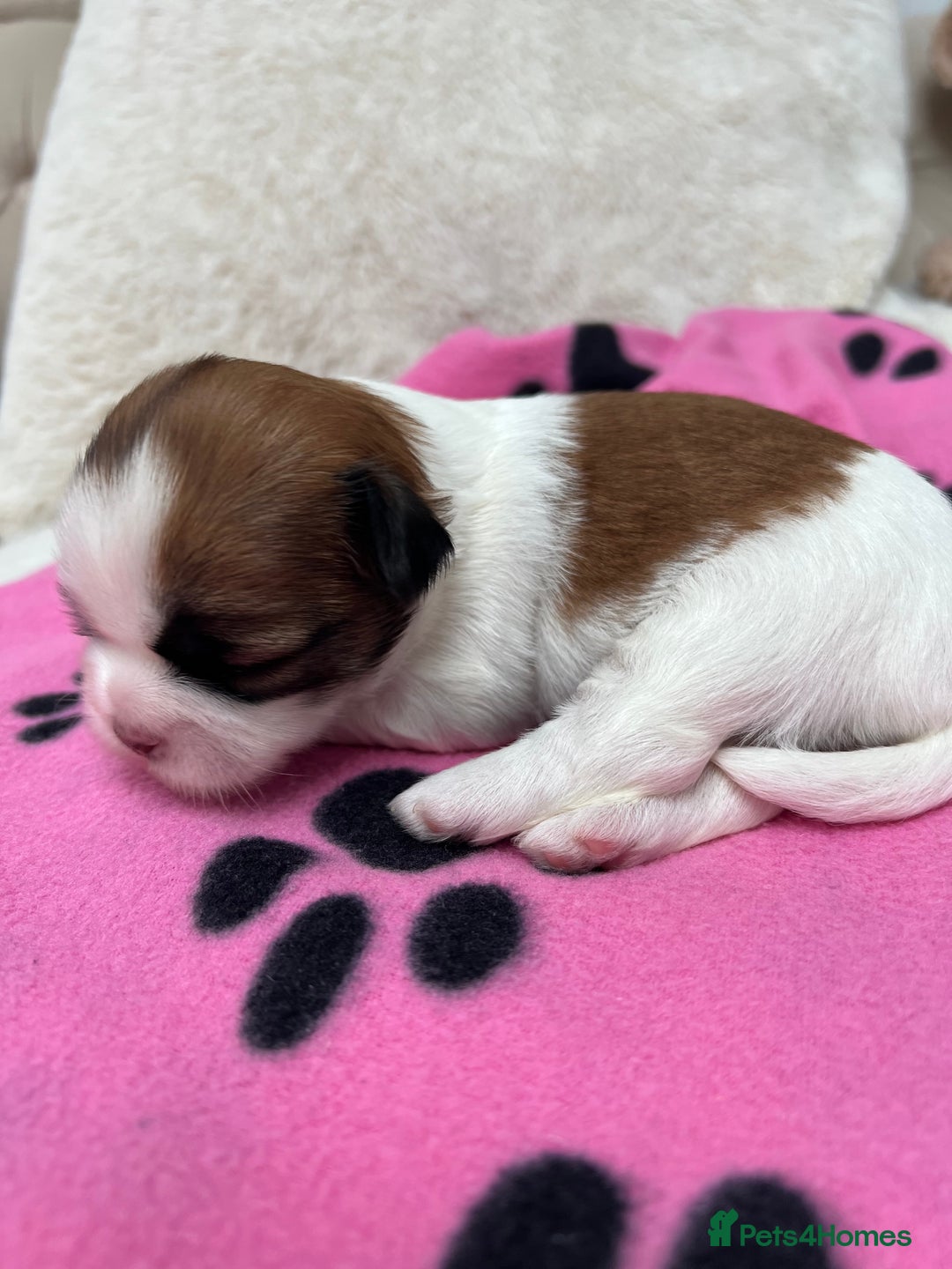 Lhasa Apso dogs for sale: Beautiful Lhasa apso puppies 🐶  - Image 17
