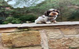 Cocker Spaniel dogs for sale: 3 Beautiful Tan Pointed Show Cockers Kc - Image 4