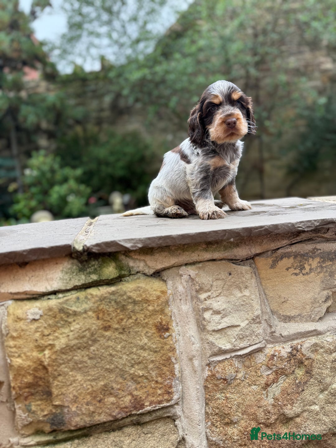 Cocker Spaniel dogs for sale: 3 Beautiful Tan Pointed Show Cockers Kc - Image 4