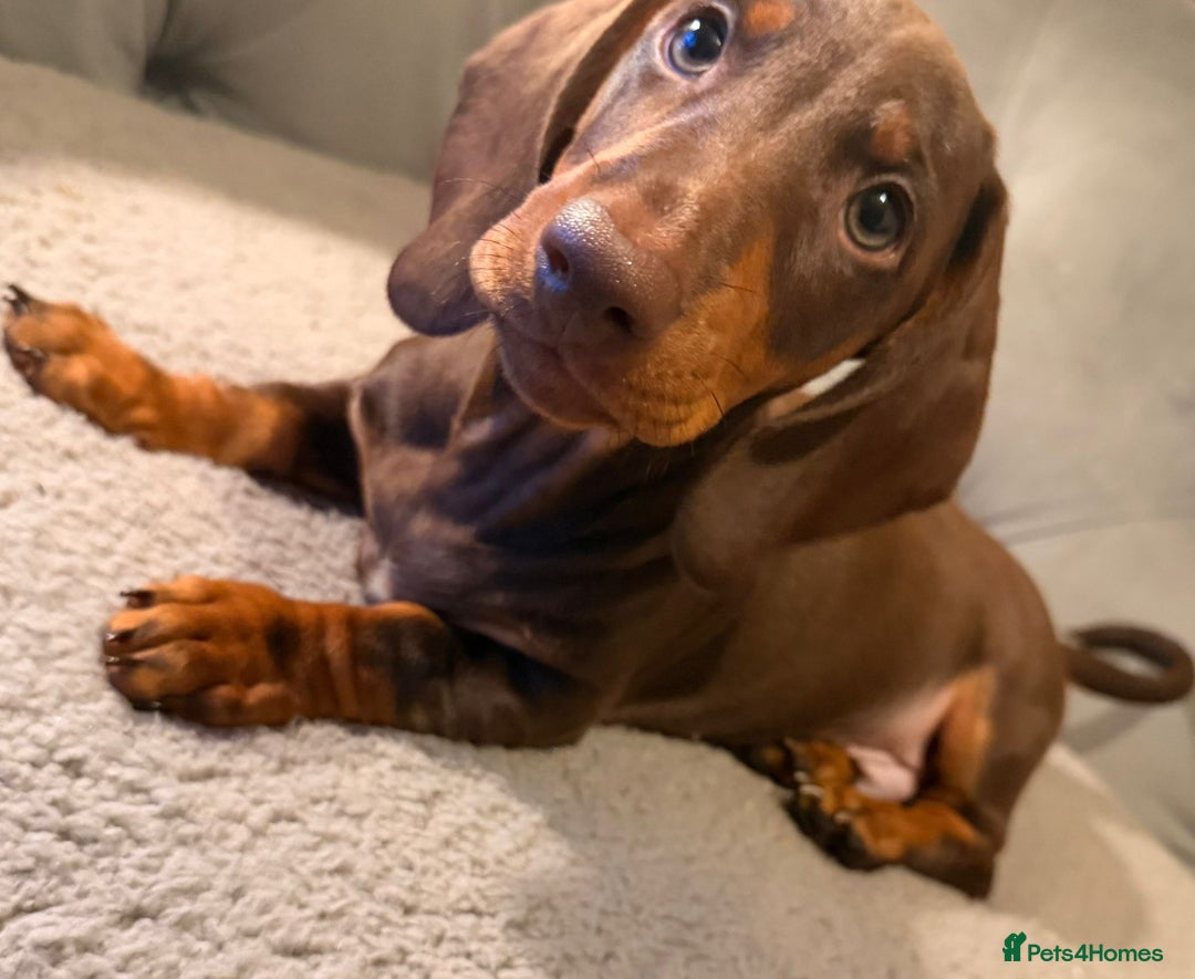 Dachshund dogs for sale: Standard dachshund puppies - Advert 11