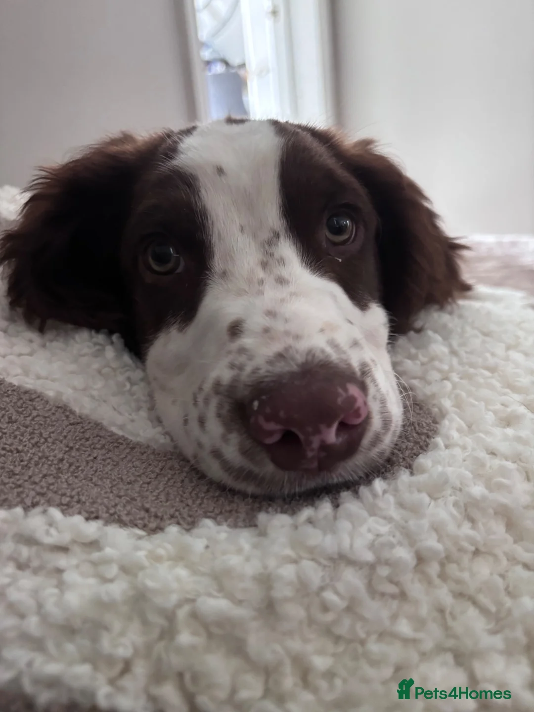 English Springer Spaniel dogs for sale: 17 weeks old female kc registered springer spaniel - Advert 2
