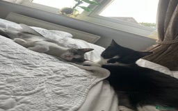 Domestic Shorthair cats for sale: Girl kitten grey and white  - Advert 7