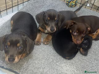 Chiweenie dogs Miniature Dachshund x Chihuahua - Advert 2