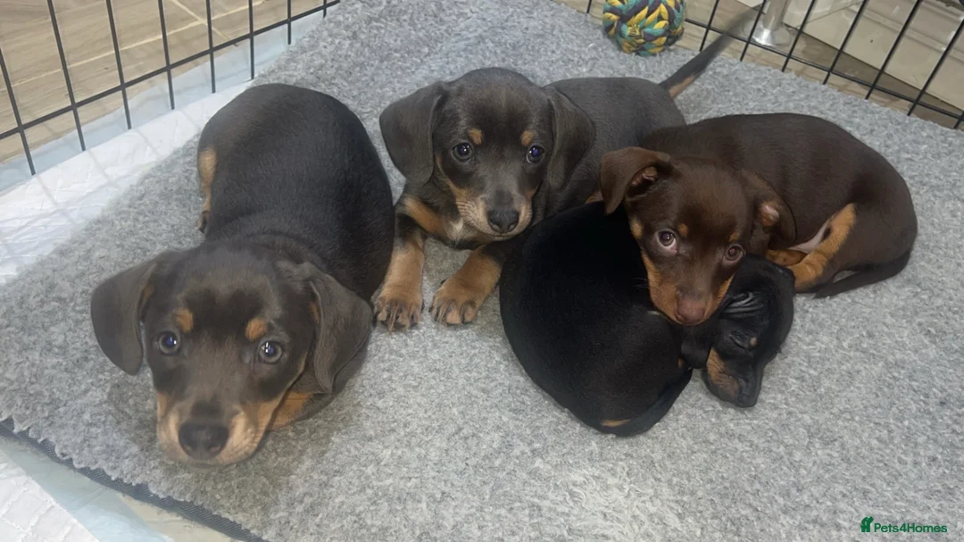 Chiweenie dogs for sale: Miniature Dachshund x Chihuahua  - Advert 10