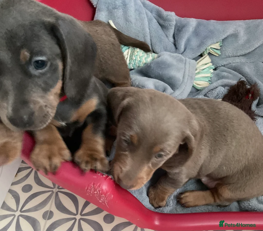 Miniature Dachshund dogs for sale: Miniture dachshunds for sale in Southport  - Advert 1