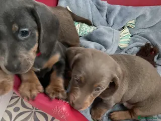 Miniature Dachshund dogs Miniture dachshunds for sale in Southport - Advert 8