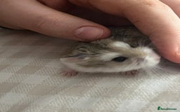 Hamster rodents for sale: Robo hamster - Advert 1