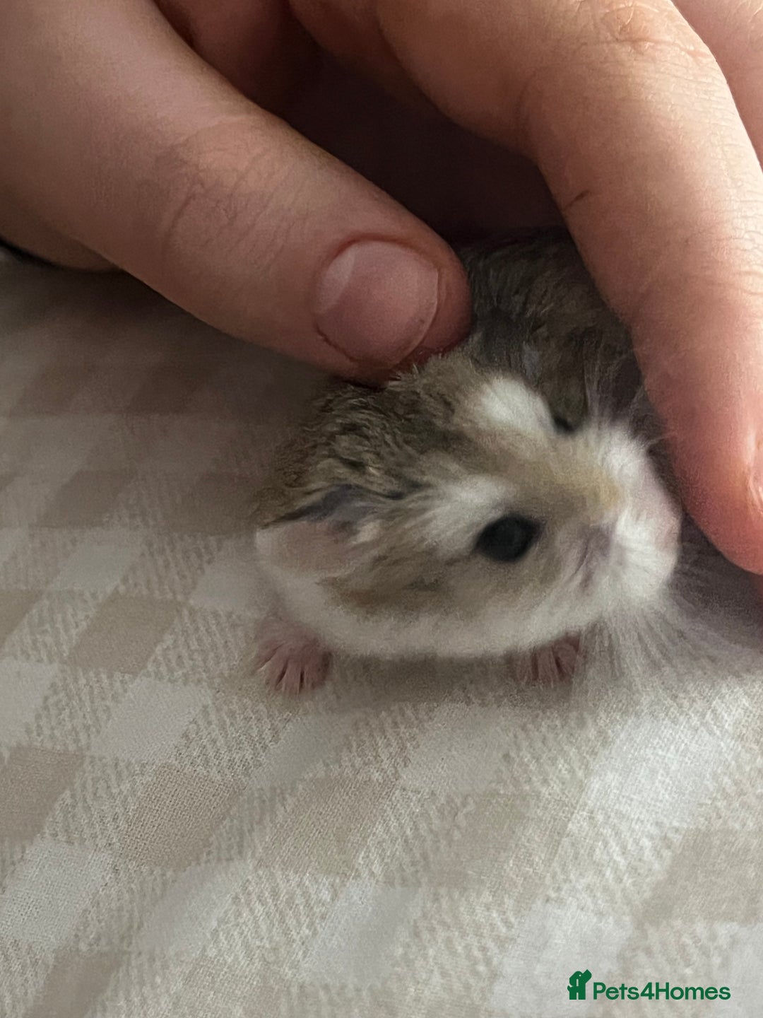 Hamster rodents for sale: Robo hamster - Advert 1