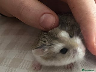 Hamster rodents Robo hamster - Advert 5