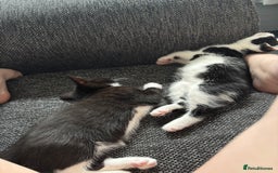 British Longhair cats for sale: Three adorable kittens  - Image 3