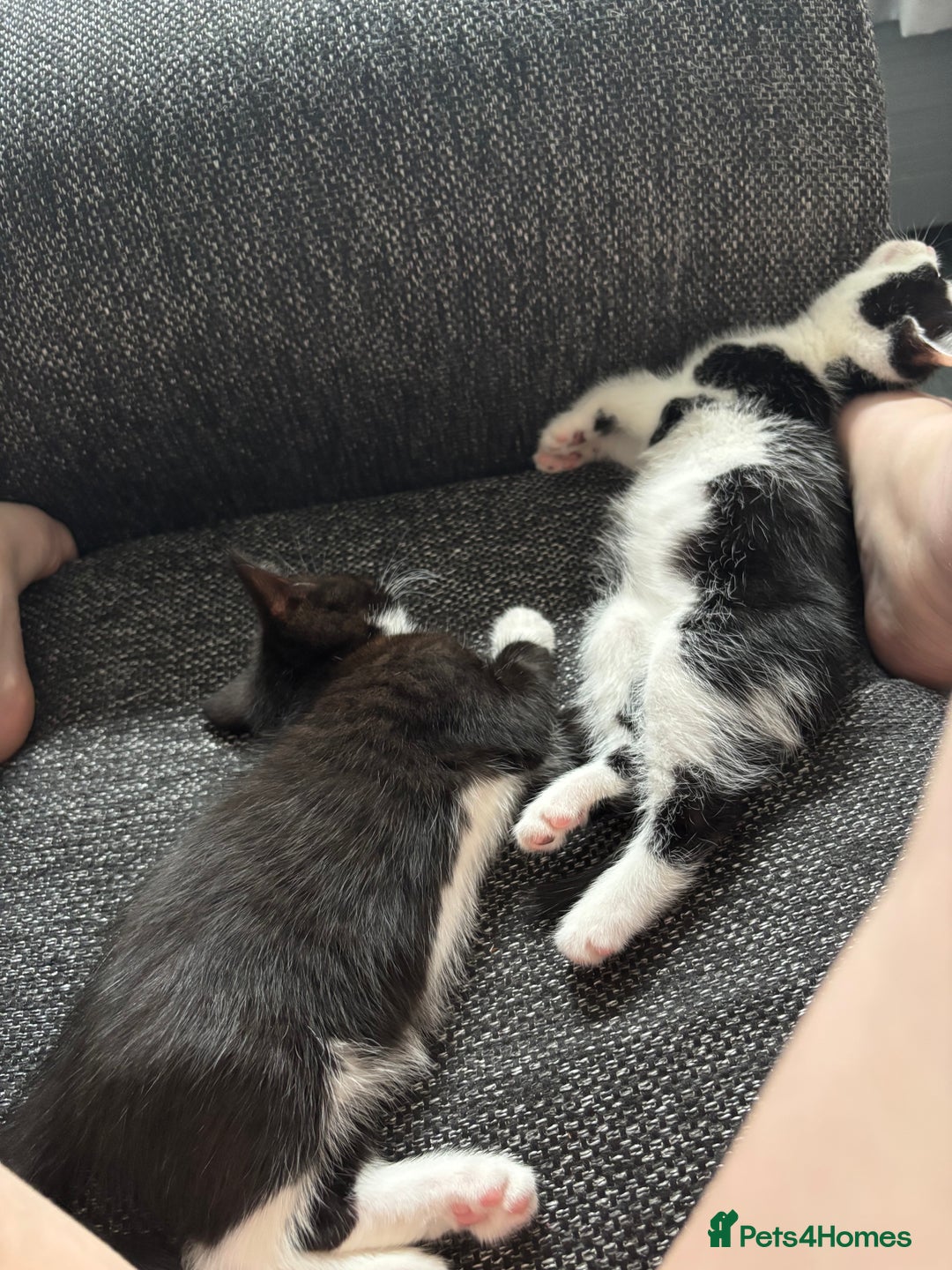 British Longhair cats for sale: Three adorable kittens  - Image 3