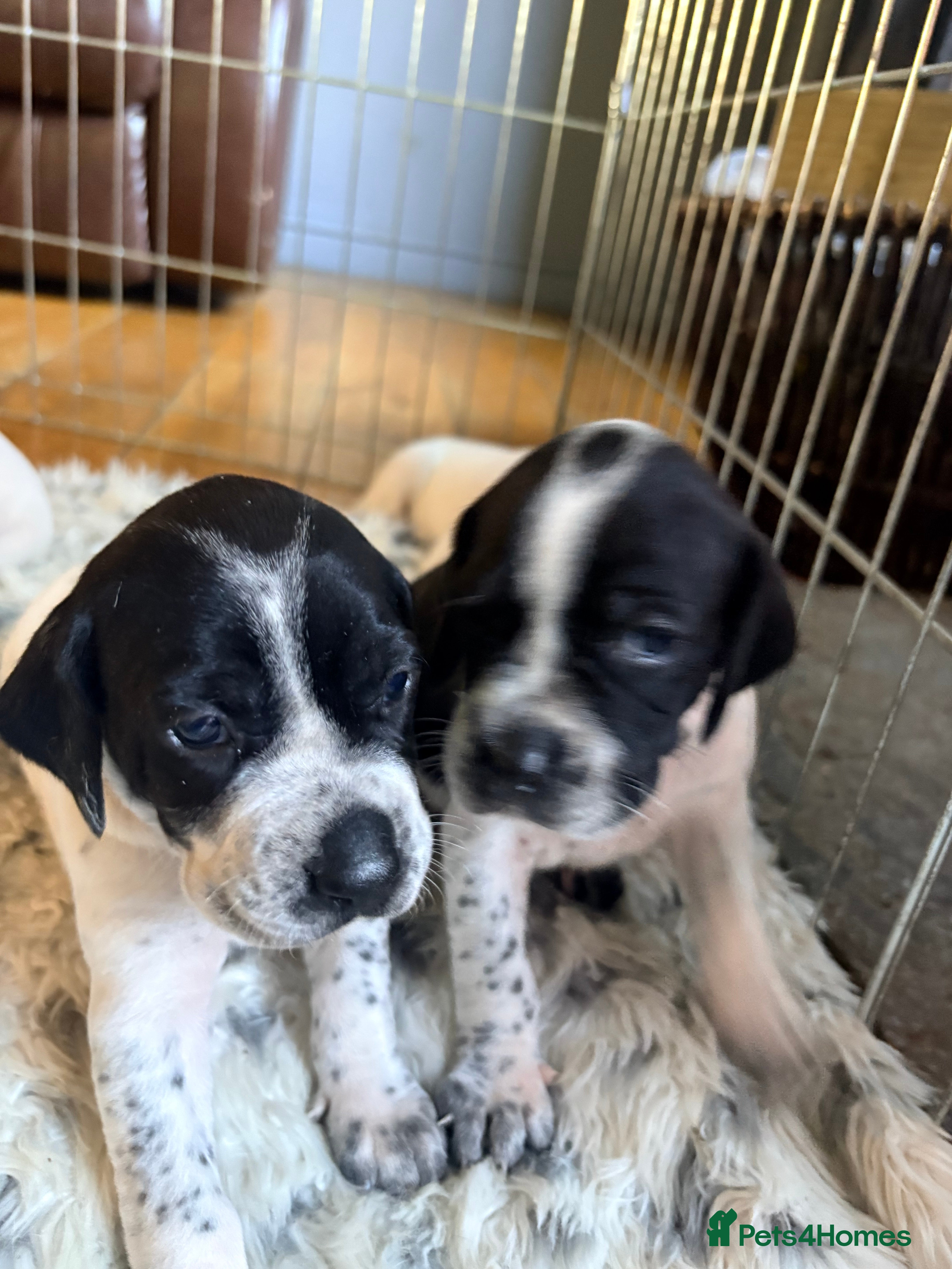 Pointer dogs Beautiful Pointer puppies for sale - Advert 5