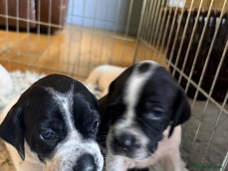 Pointer dogs Beautiful Pointer puppies for sale - Advert 5