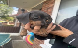 Miniature Dachshund dogs for sale: Tiny Blue and tan miniture daschound  - Image 2