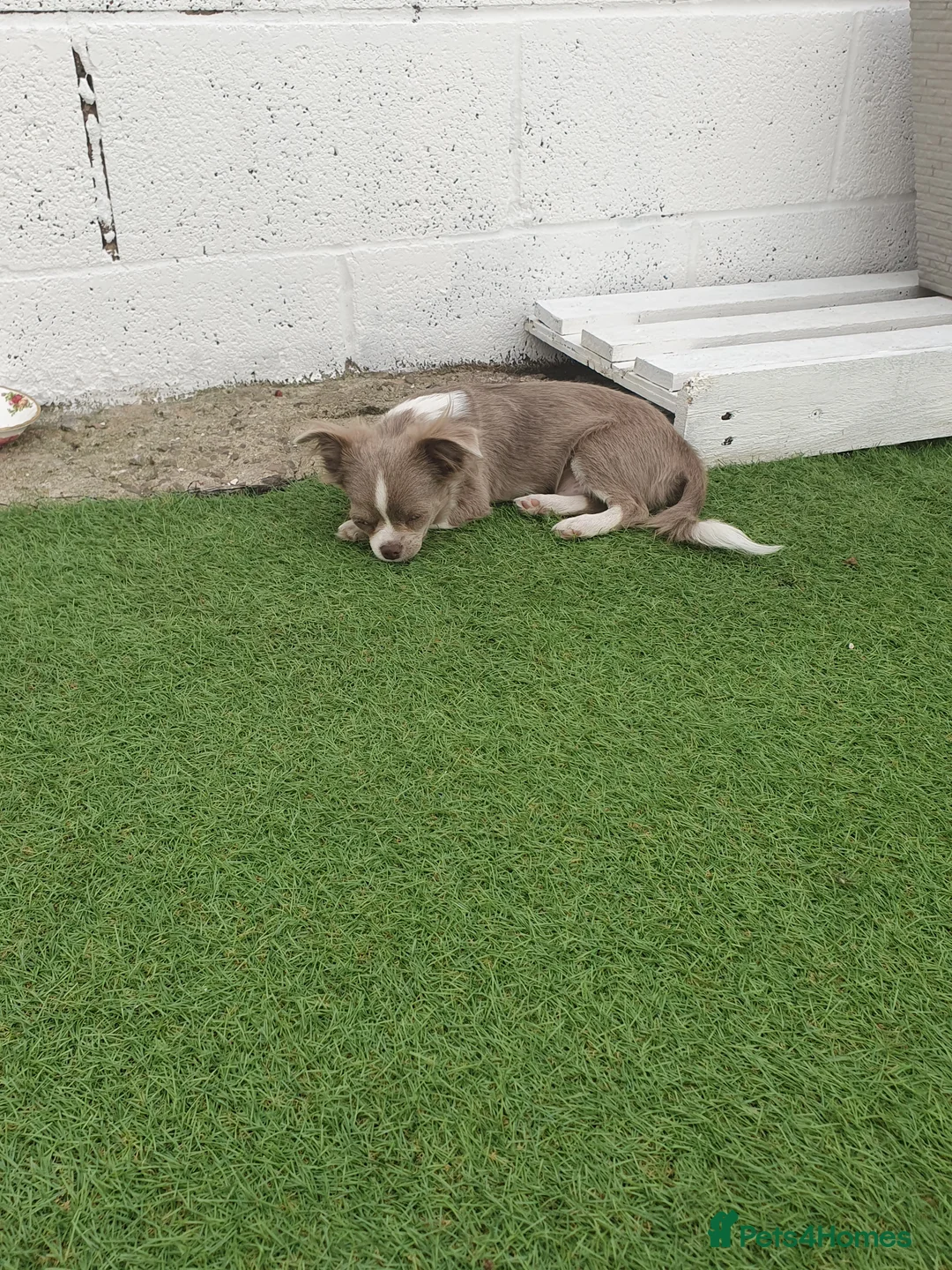 Chihuahua dogs for sale: Chihuahua  - Advert 5