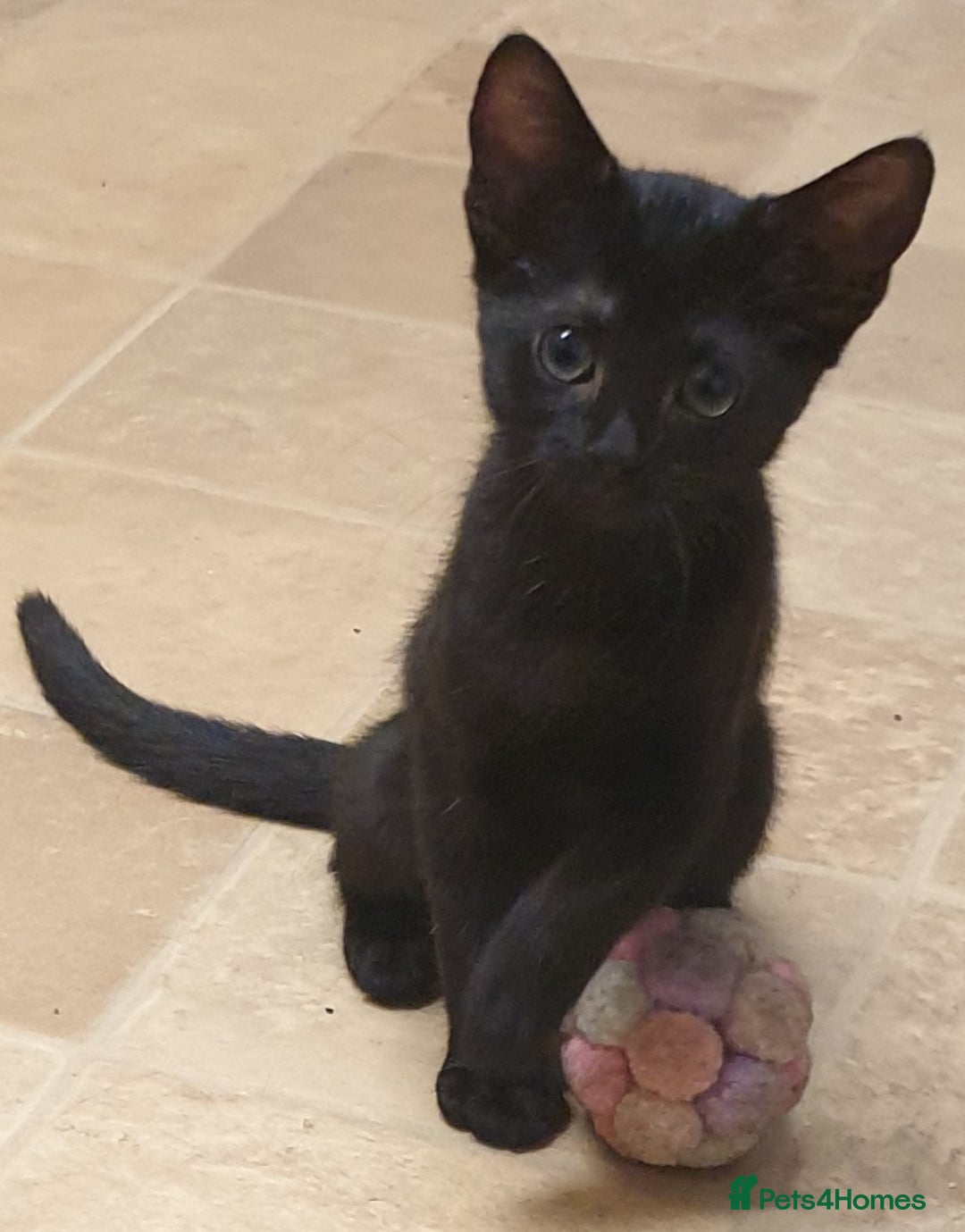 Mixed Breed cats for sale: 5 sweet and purr-fect chocolate brownie babies 🐾 - Image 23