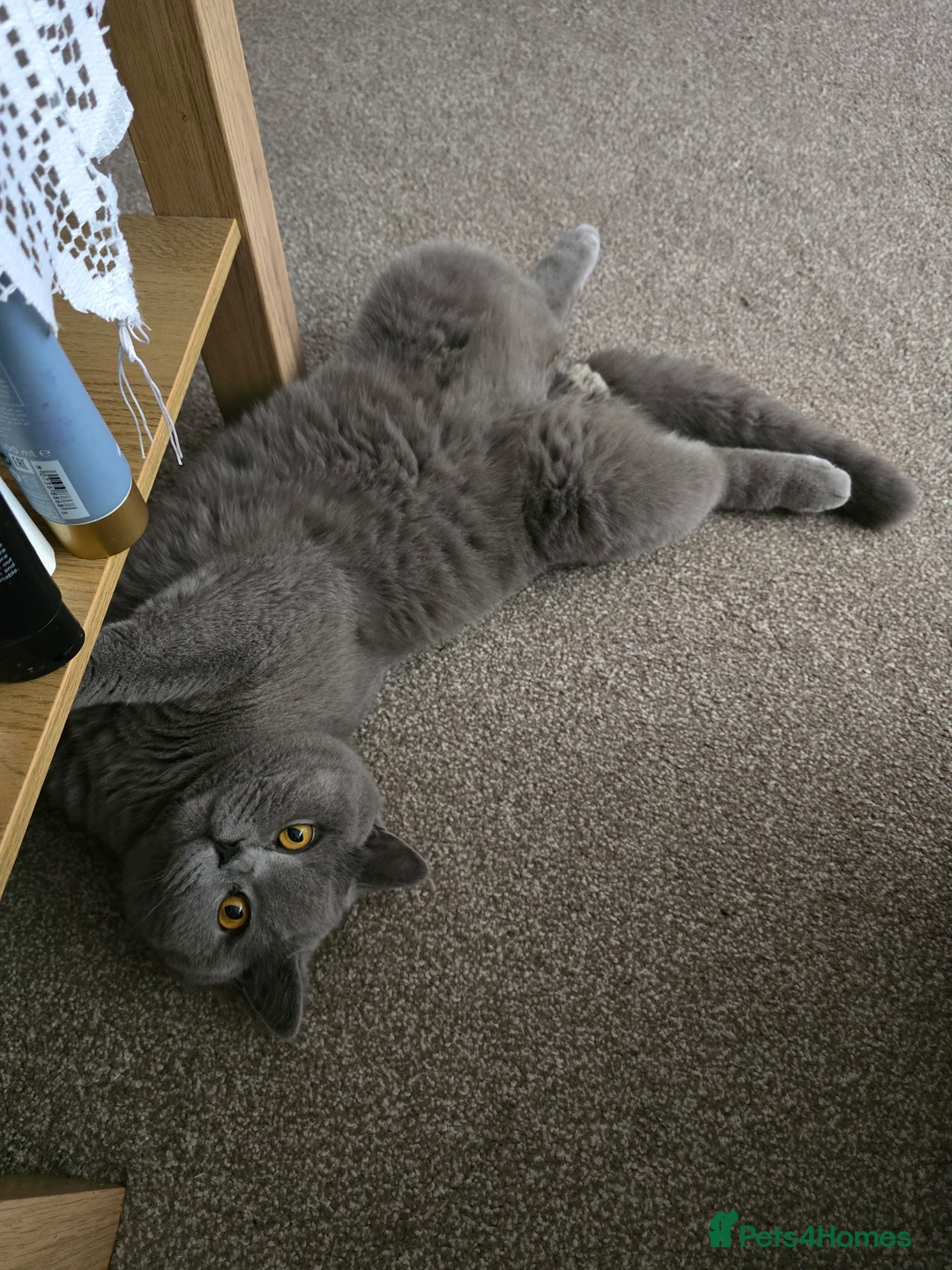 British Shorthair cats for stud: Mr Coco - Advert 8