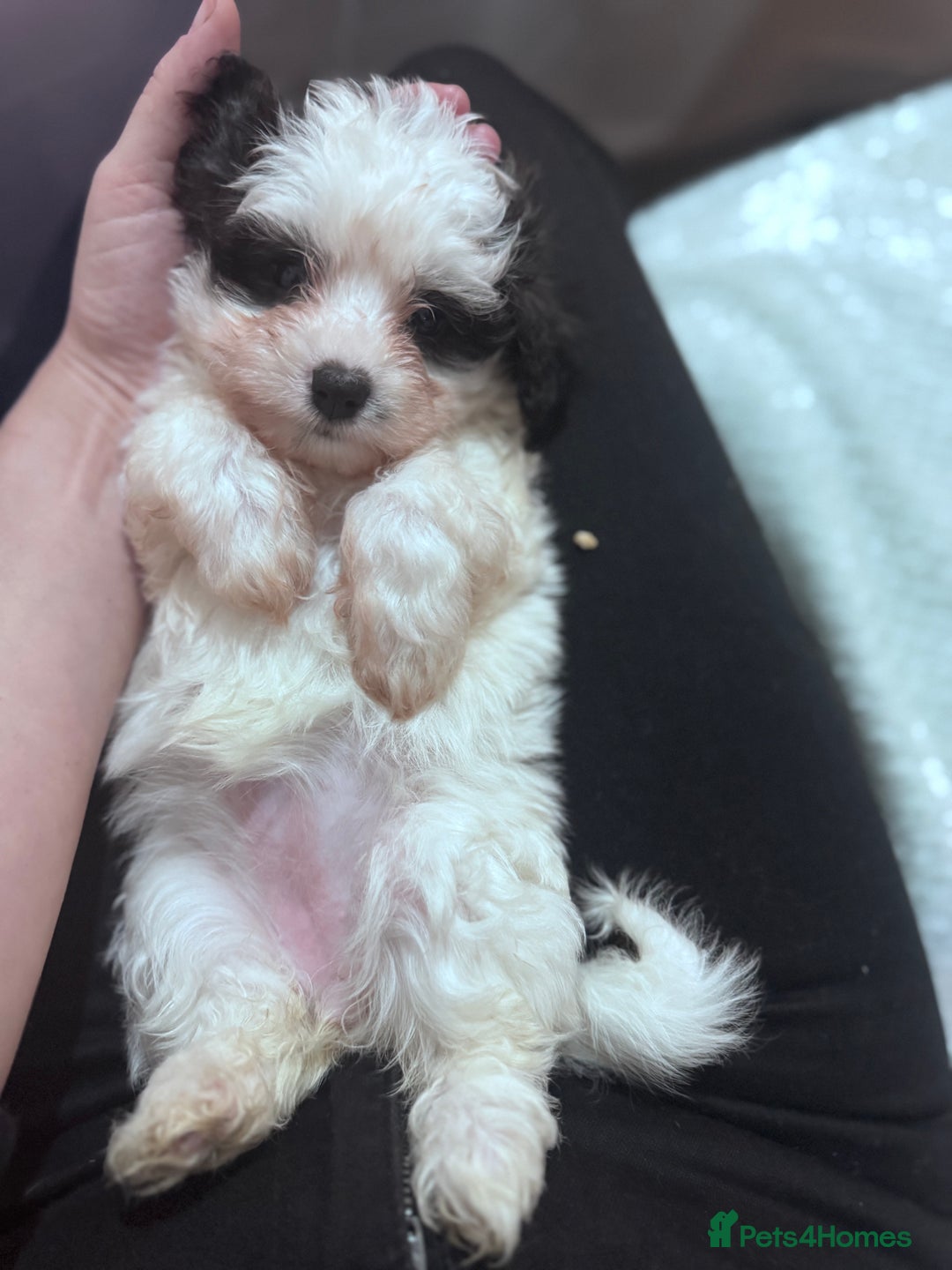 Bichon Frise dogs for sale: Adorable Puppies Ready for Their Forever Homes  - Image 14