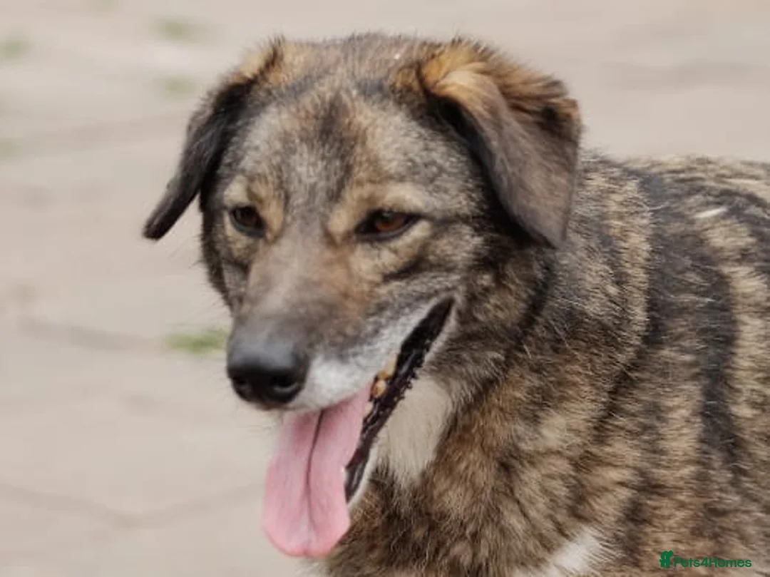 Mixed Breed dogs for adoption: ❤️Binky❤️3 yo smart&playful girl, medium knee size - Advert 10