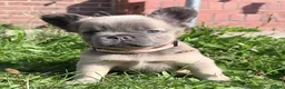 French Bulldog dogs for sale: KC Fluffy French Bulldogs  in Horsham - Advert 2